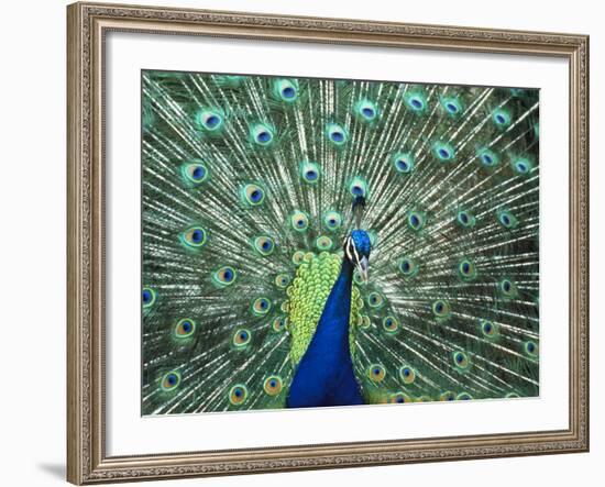 Peacock Spreading Colorful Feathers-Bill Bachmann-Framed Photographic Print