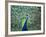 Peacock Spreading Colorful Feathers-Bill Bachmann-Framed Photographic Print