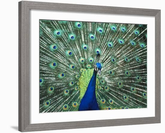 Peacock Spreading Colorful Feathers-Bill Bachmann-Framed Photographic Print