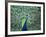 Peacock Spreading Colorful Feathers-Bill Bachmann-Framed Photographic Print