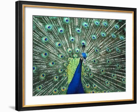 Peacock Spreading Colorful Feathers-Bill Bachmann-Framed Photographic Print
