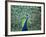 Peacock Spreading Colorful Feathers-Bill Bachmann-Framed Photographic Print