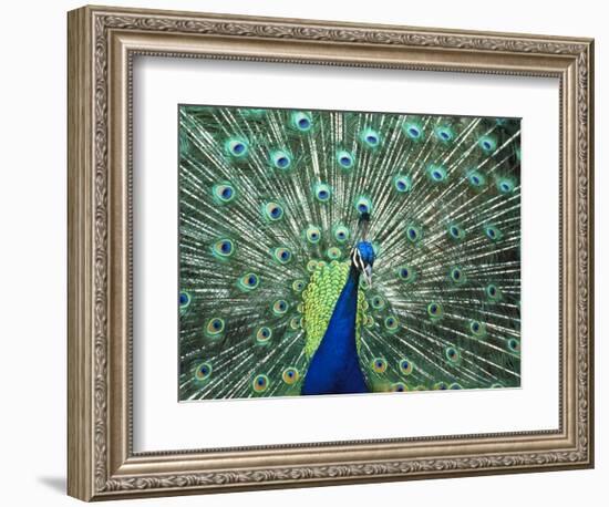 Peacock Spreading Colorful Feathers-Bill Bachmann-Framed Photographic Print