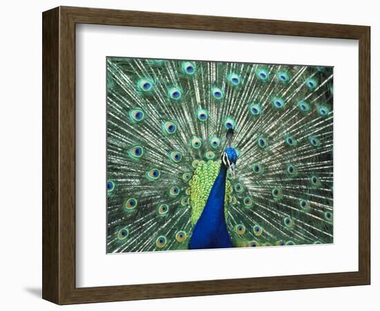 Peacock Spreading Colorful Feathers-Bill Bachmann-Framed Photographic Print