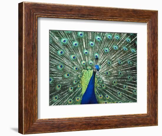 Peacock Spreading Colorful Feathers-Bill Bachmann-Framed Photographic Print