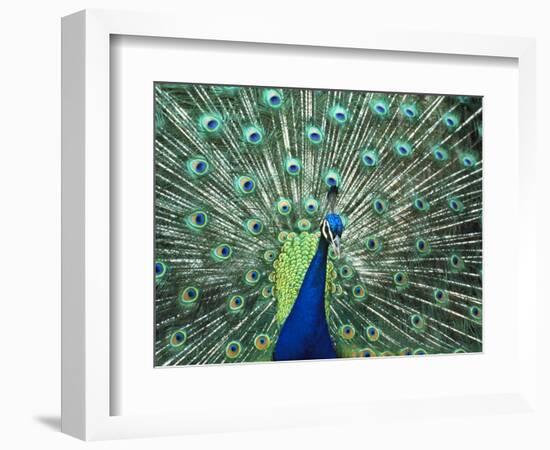 Peacock Spreading Colorful Feathers-Bill Bachmann-Framed Photographic Print