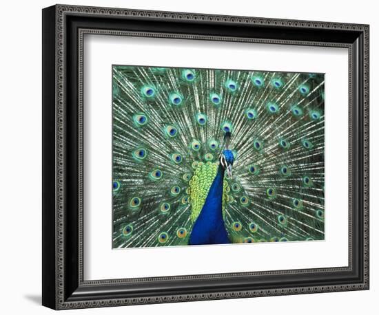 Peacock Spreading Colorful Feathers-Bill Bachmann-Framed Photographic Print