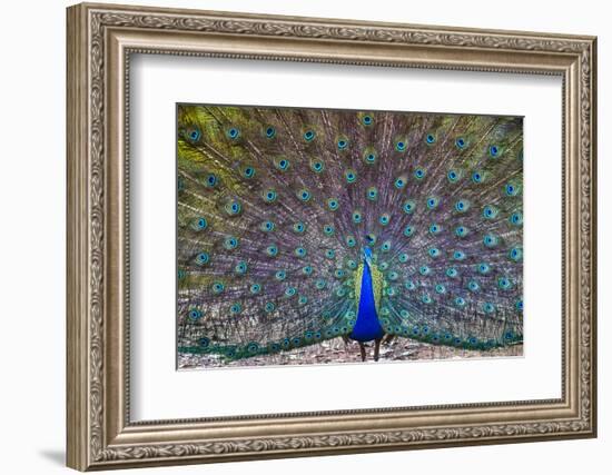 Peacock spreading tail, India-Panoramic Images-Framed Photographic Print