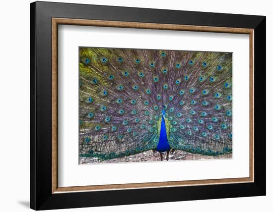 Peacock spreading tail, India-Panoramic Images-Framed Photographic Print