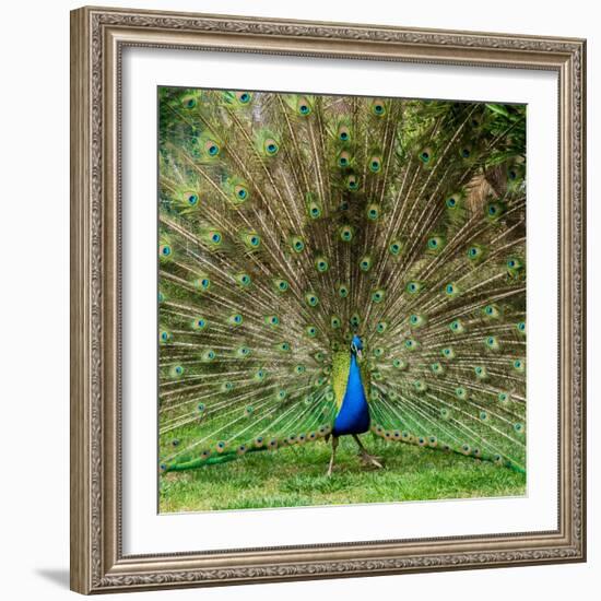 Peacock With Beautiful Feathers Outdoors-NejroN Photo-Framed Photographic Print