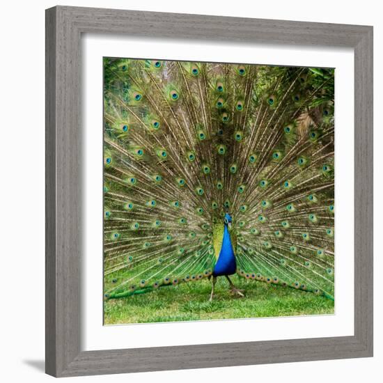 Peacock With Beautiful Feathers Outdoors-NejroN Photo-Framed Photographic Print