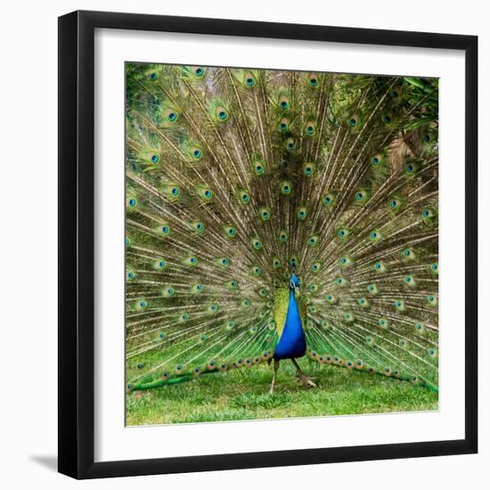 Peacock With Beautiful Feathers Outdoors-NejroN Photo-Framed Photographic Print