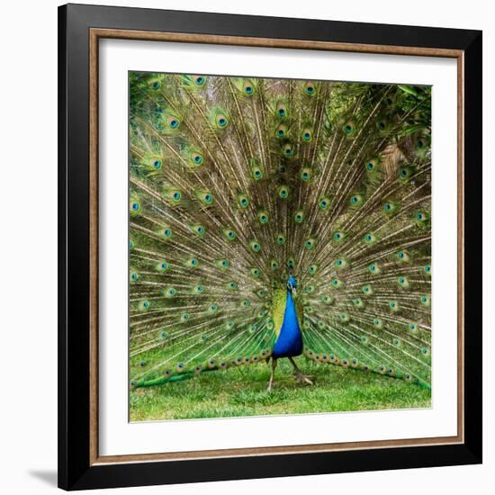 Peacock With Beautiful Feathers Outdoors-NejroN Photo-Framed Photographic Print