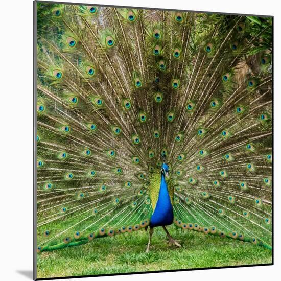 Peacock With Beautiful Feathers Outdoors-NejroN Photo-Mounted Photographic Print