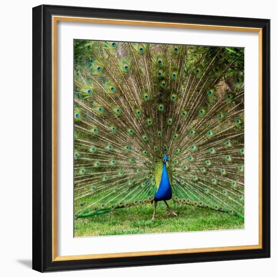 Peacock With Beautiful Feathers Outdoors-NejroN Photo-Framed Photographic Print