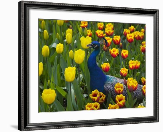 Peacock with Tulips, Keukenhof Gardens, Amsterdam, Netherlands-Keren Su-Framed Photographic Print