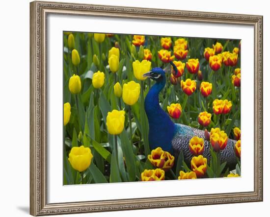 Peacock with Tulips, Keukenhof Gardens, Amsterdam, Netherlands-Keren Su-Framed Photographic Print