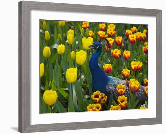 Peacock with Tulips, Keukenhof Gardens, Amsterdam, Netherlands-Keren Su-Framed Photographic Print