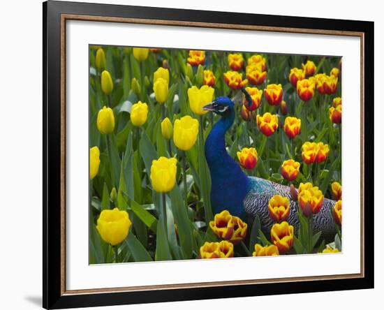 Peacock with Tulips, Keukenhof Gardens, Amsterdam, Netherlands-Keren Su-Framed Photographic Print