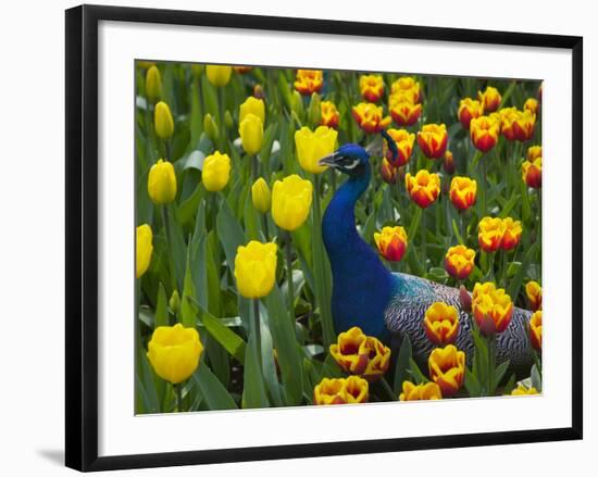 Peacock with Tulips, Keukenhof Gardens, Amsterdam, Netherlands-Keren Su-Framed Photographic Print