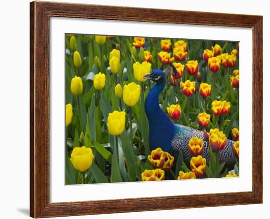 Peacock with Tulips, Keukenhof Gardens, Amsterdam, Netherlands-Keren Su-Framed Photographic Print