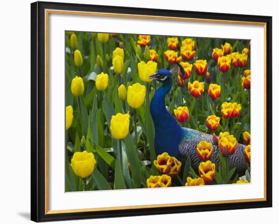 Peacock with Tulips, Keukenhof Gardens, Amsterdam, Netherlands-Keren Su-Framed Photographic Print