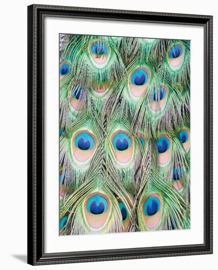 Peacock-Ella Lancaster-Framed Giclee Print