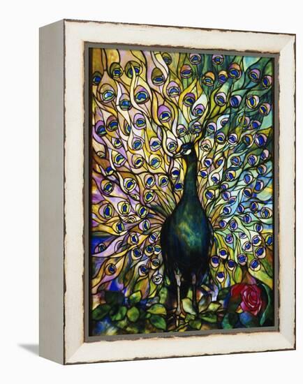Peacock-American School-Framed Premier Image Canvas