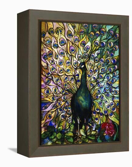 Peacock-American School-Framed Premier Image Canvas