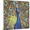 Peacock-Kirstie Adamson-Mounted Giclee Print