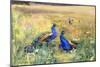 Peacocks in a Field-Mildred Anne Butler-Mounted Giclee Print