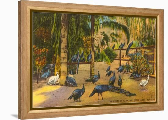 Peacocks, St. Petersburg, Florida-null-Framed Stretched Canvas