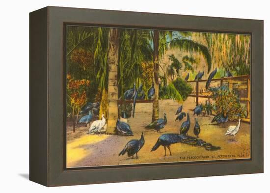 Peacocks, St. Petersburg, Florida-null-Framed Stretched Canvas