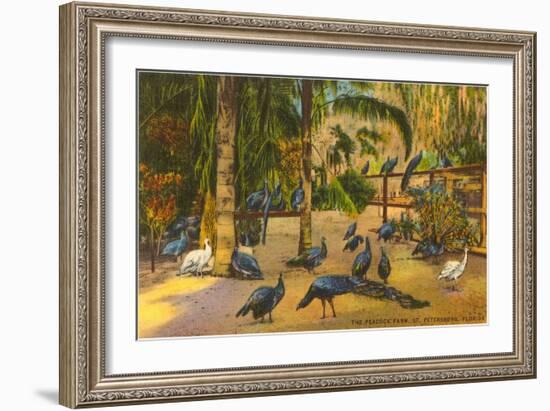 Peacocks, St. Petersburg, Florida-null-Framed Art Print