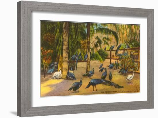 Peacocks, St. Petersburg, Florida-null-Framed Art Print