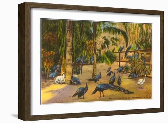 Peacocks, St. Petersburg, Florida-null-Framed Art Print