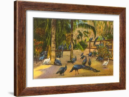 Peacocks, St. Petersburg, Florida-null-Framed Art Print