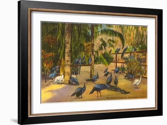 Peacocks, St. Petersburg, Florida-null-Framed Art Print