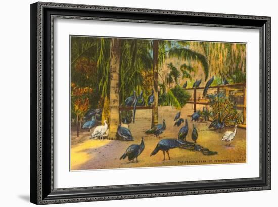 Peacocks, St. Petersburg, Florida-null-Framed Art Print