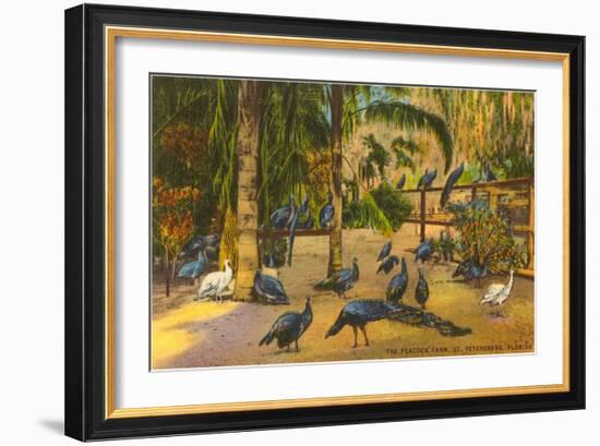 Peacocks, St. Petersburg, Florida-null-Framed Art Print