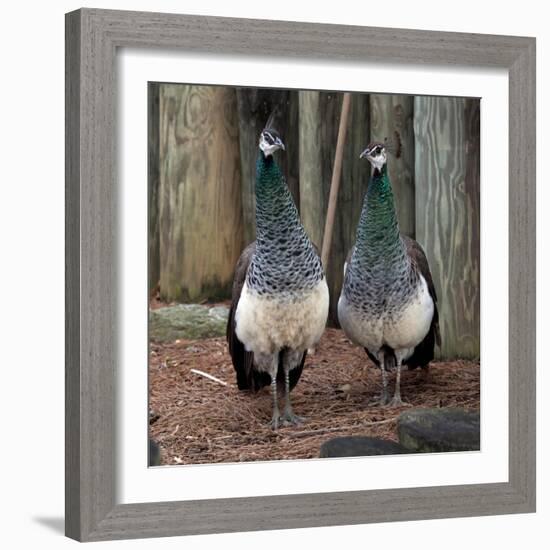 Peacocks-Carol Highsmith-Framed Art Print