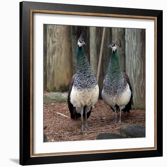 Peacocks-Carol Highsmith-Framed Art Print