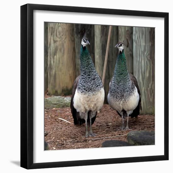 Peacocks-Carol Highsmith-Framed Art Print