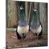 Peacocks-Carol Highsmith-Mounted Art Print