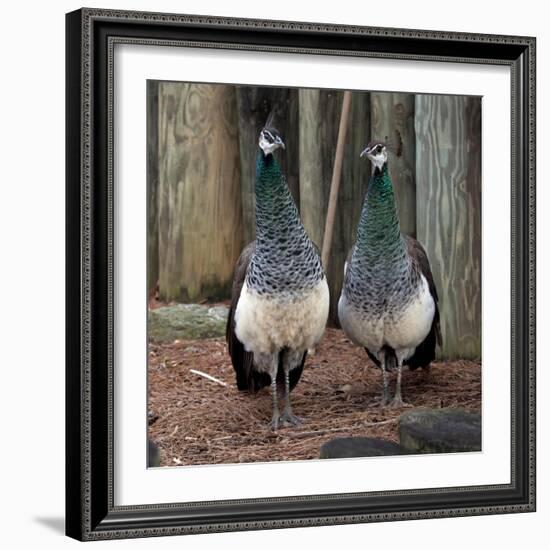 Peacocks-Carol Highsmith-Framed Art Print