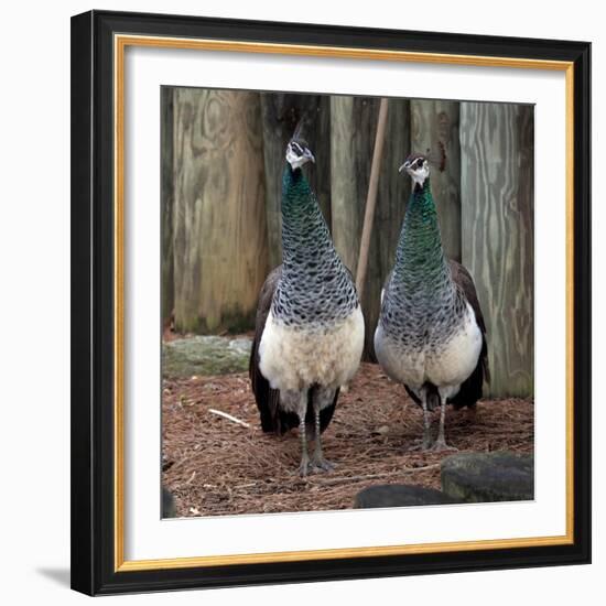 Peacocks-Carol Highsmith-Framed Art Print