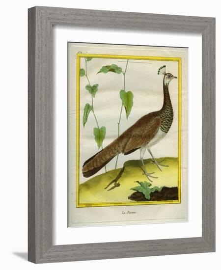 Peahen-Georges-Louis Buffon-Framed Giclee Print