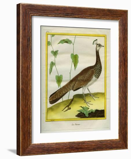 Peahen-Georges-Louis Buffon-Framed Giclee Print