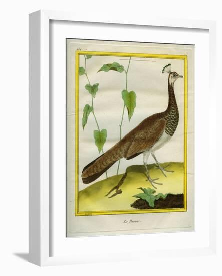 Peahen-Georges-Louis Buffon-Framed Giclee Print