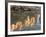 Peaks Reflecting in Small Pool at Mossy Cave at Bryce Canyon National Park, Utah, USA-Tom Norring-Framed Photographic Print